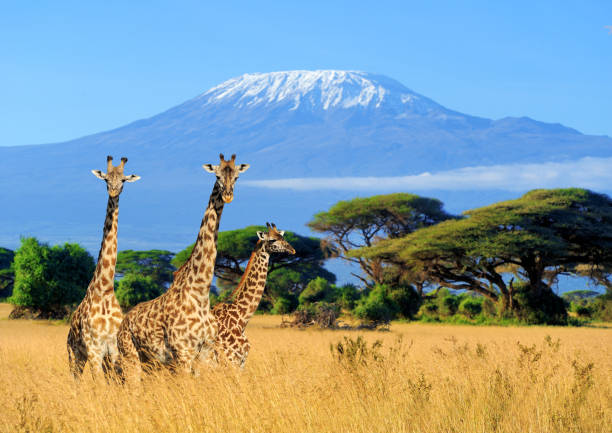 kenya2.jpg