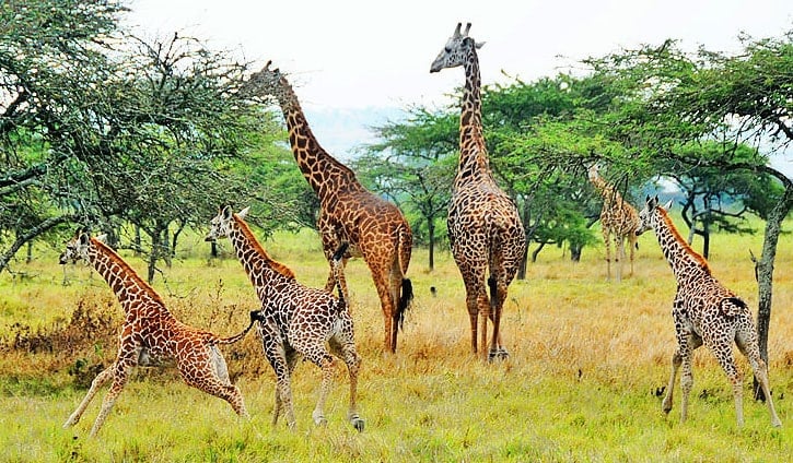 rwanda3.jpg