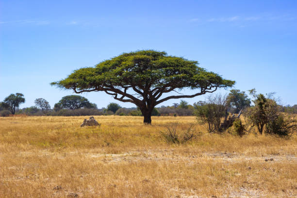 zimbabwe1.jpg